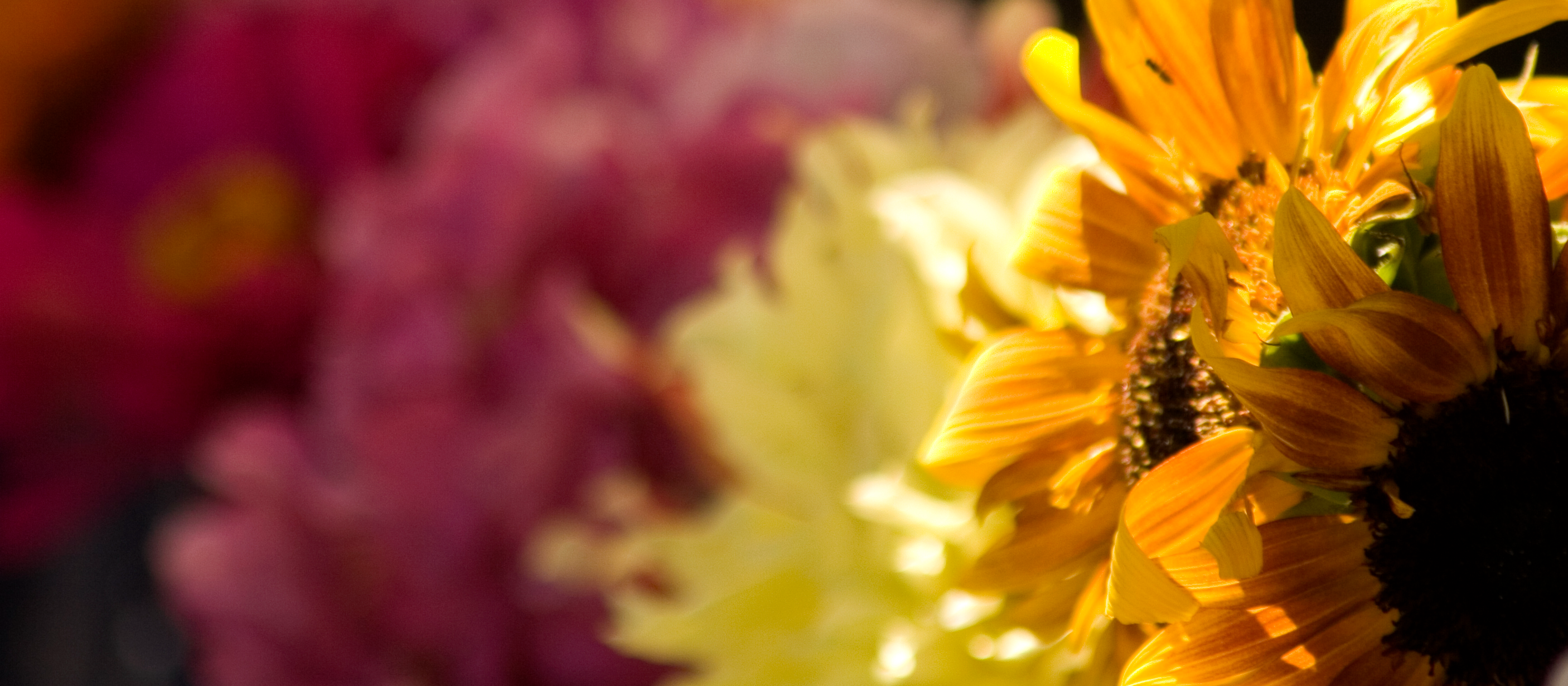 Sunschein Photography banner